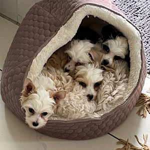 Langsam wird es eng - Little Luv Seed Wurf-A