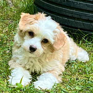 Powderpuff Boy by Little Luv Seed Wurf-A