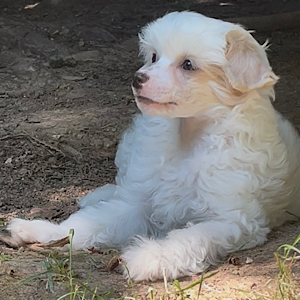 Powderpuff-Beauty by Little Luv Seed Wurf-A