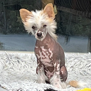 Hairless Chinese Crested Boy by Little Luv Seed Wurf-A