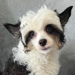 Powderpuff-Girl by Little Luv Seed Wurf-A