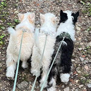 Powderpuff-Girls by Little Luv Seed Wurf-A