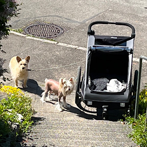 Bereit für einen Ausflug - Little Luv Seed Wurf-A