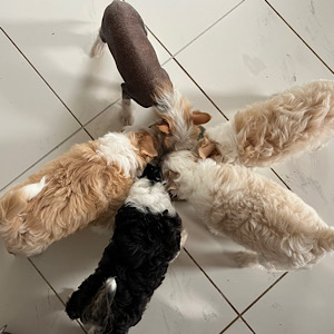 Alle anders - Wurf-A by Little Luv Seed