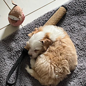 Man in red by Little Luv Seed Wurf-A