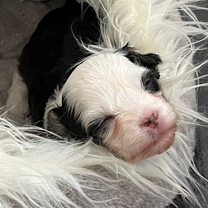 Powderpuff girl by Little Luv Seed Wurf-A