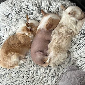 Geschwisterliebe by Little Luv Seed Wurf-A