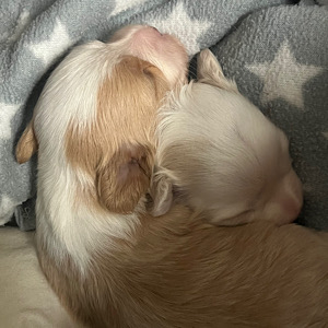 Geschwisterliebe by Little Luv Seed Wurf-A