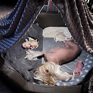 Das Familiennest by Little Luv Seed Wurf-A