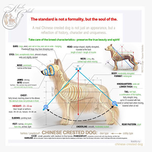 Little Luv Seed Charakter  & Optik des Chinese Crested Dogs
