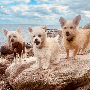 Meine Hunde - Little Luv Seed