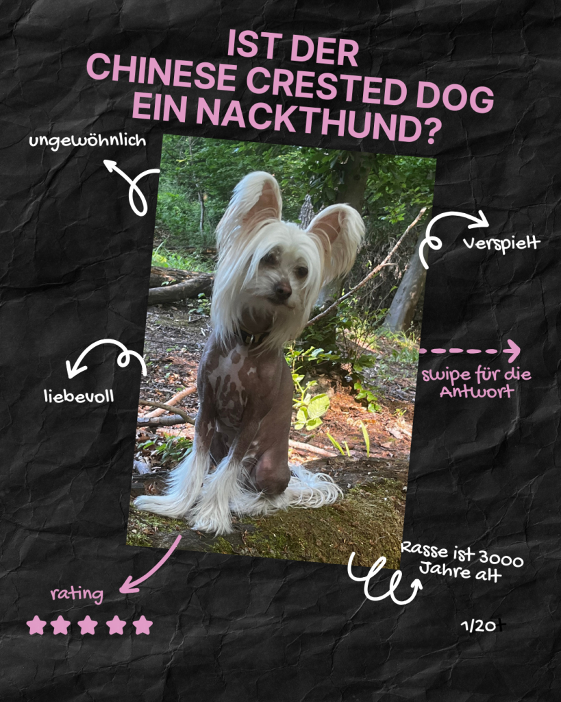 Little Luv Seed Q&A Chinese Crested Dog - 1