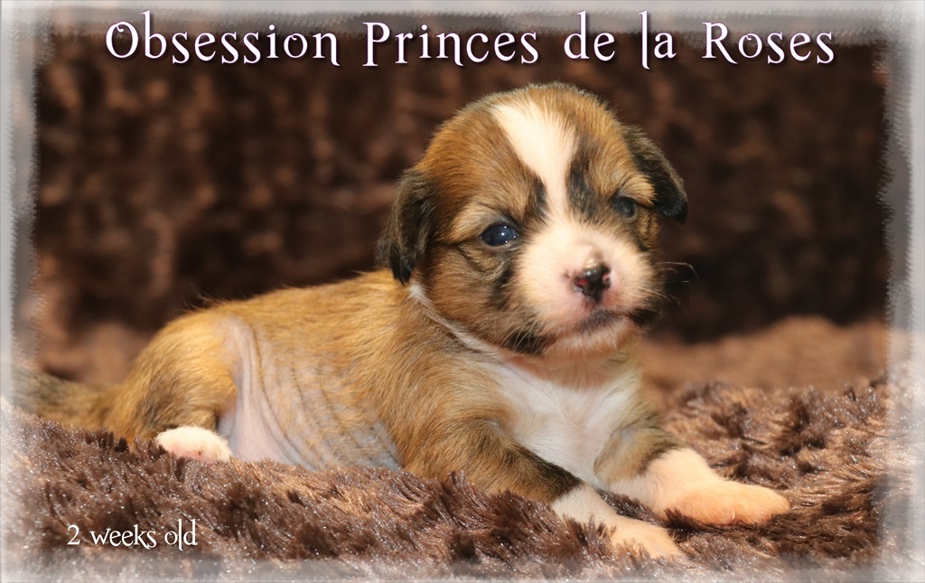 Little Luv Seed Chinese Crested Hairs Hairless