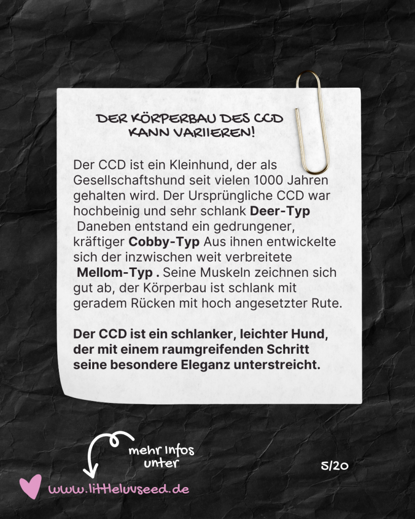 Little Luv Seed Q&A Chinese Crested Dog - 5