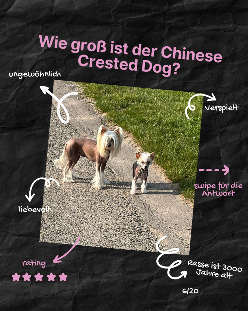 Little Luv Seed Q&A Chinese Crested Dog - 6