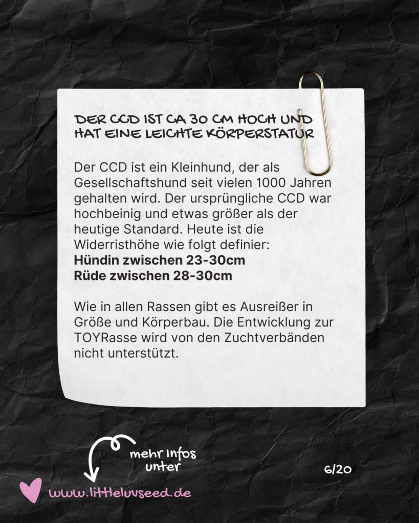 Little Luv Seed Q&A Chinese Crested Dog - 6