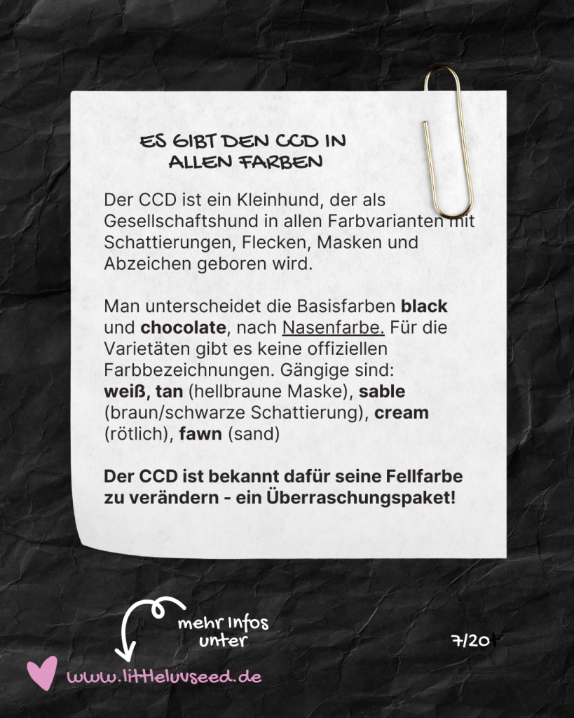 Little Luv Seed Q&A Chinese Crested Dog - 7