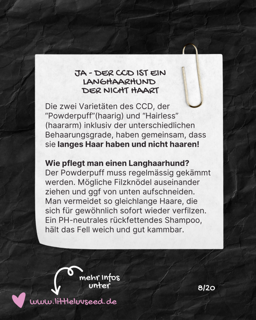 Little Luv Seed Q&A Chinese Crested Dog - 8