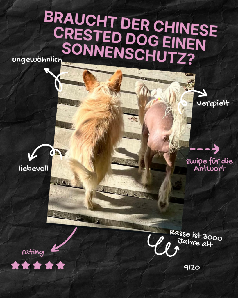 Little Luv Seed Q&A Chinese Crested Dog - 9