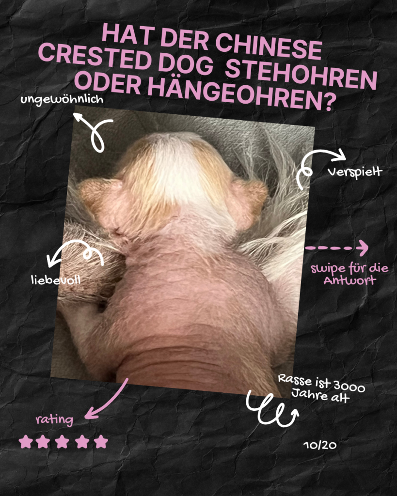 Little Luv Seed Q&A Chinese Crested Dog - 10