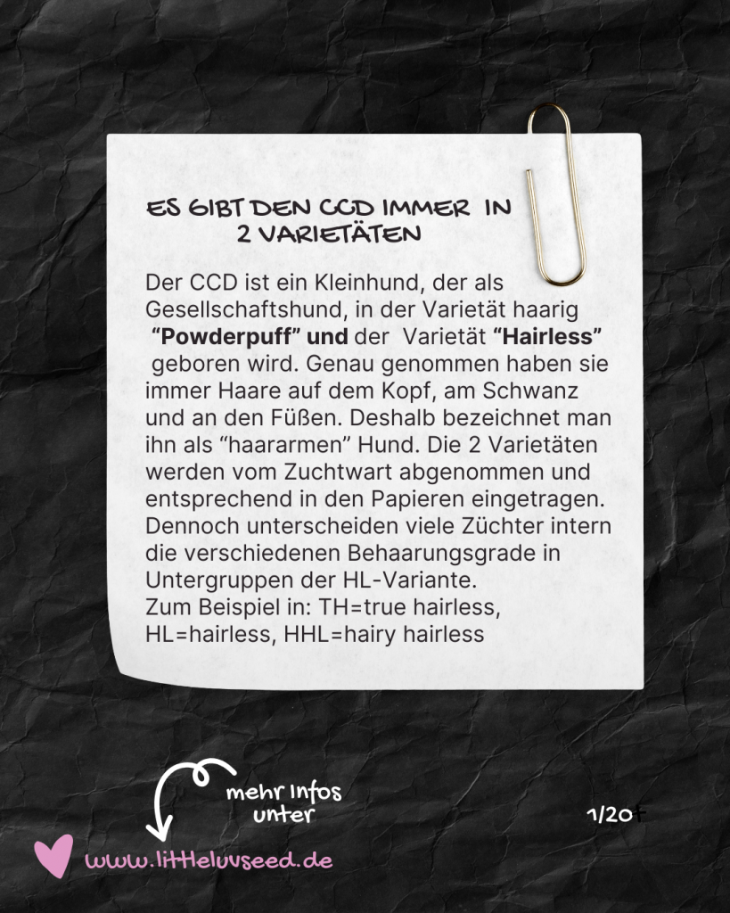 Little Luv Seed Q&A Chinese Crested Dog - 1