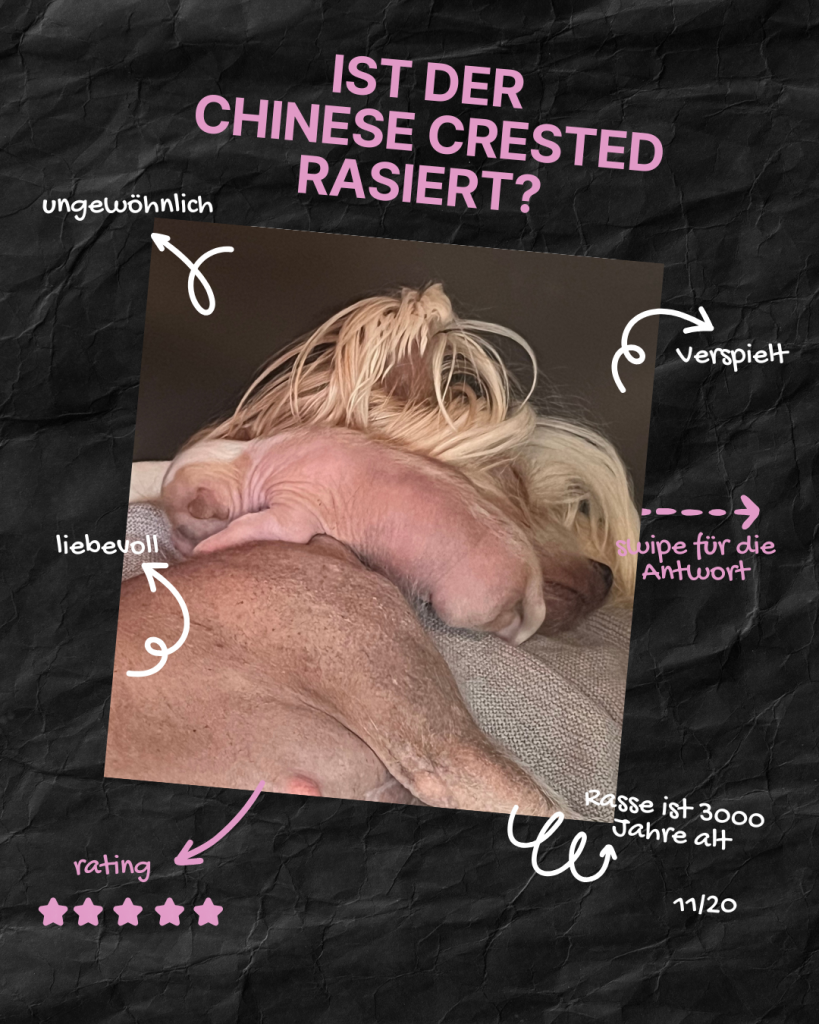 Little Luv Seed Q&A Chinese Crested Dog - 11