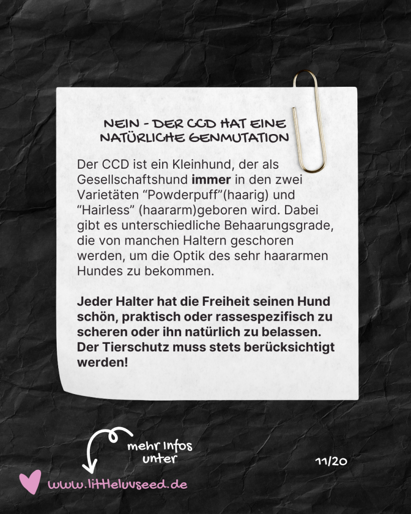 Little Luv Seed Q&A Chinese Crested Dog - 11