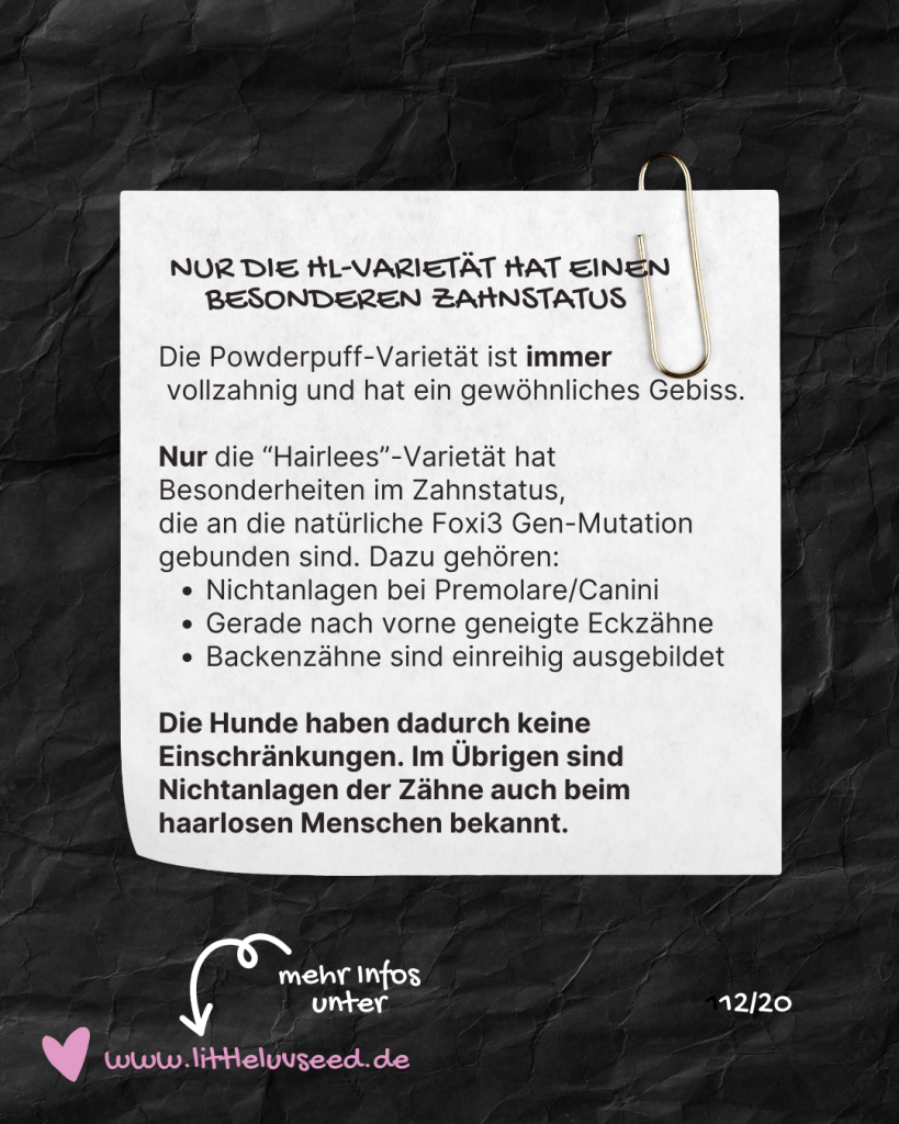 Little Luv Seed Q&A Chinese Crested Dog - 12