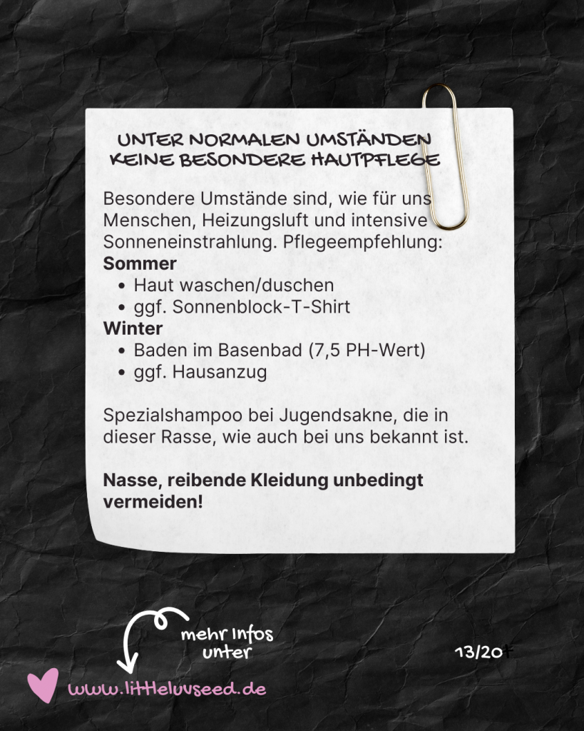 Little Luv Seed Q&A Chinese Crested Dog - 13