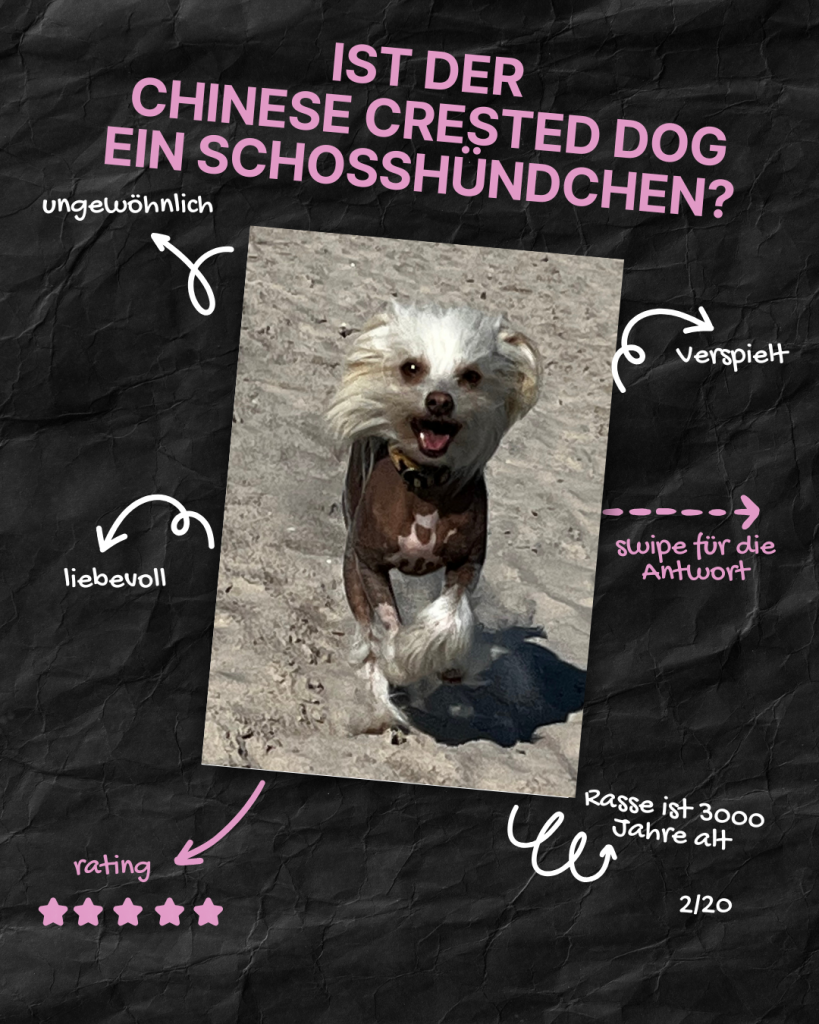 Little Luv Seed Q&A Chinese Crested Dog - 2