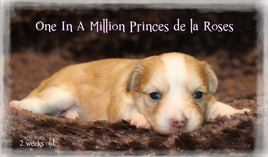 Little Luv Seed Chinese Crested Powderpuff