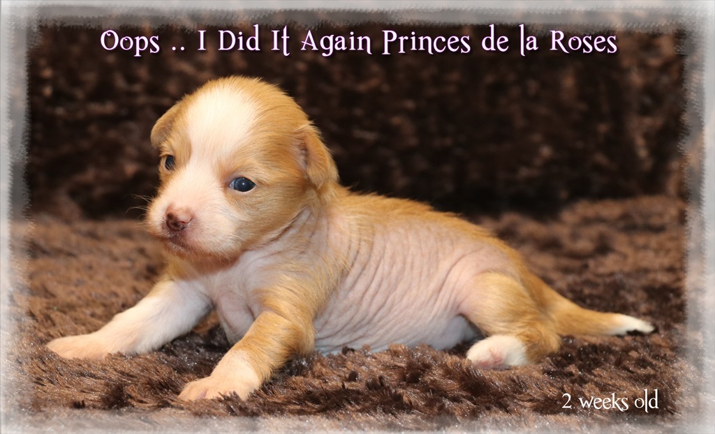 Little Luv Seed Chinese Crested Hairless