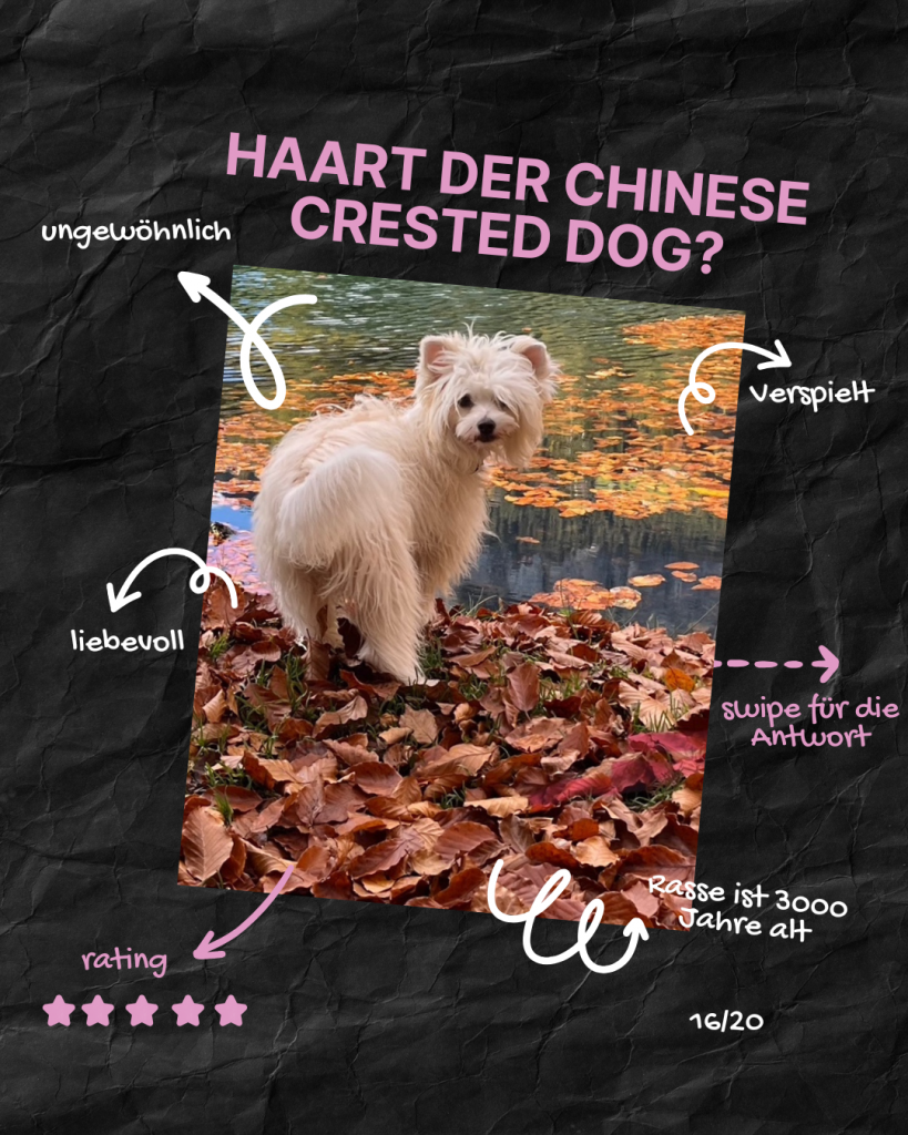 Little Luv Seed Q&A Chinese Crested Dog - 16