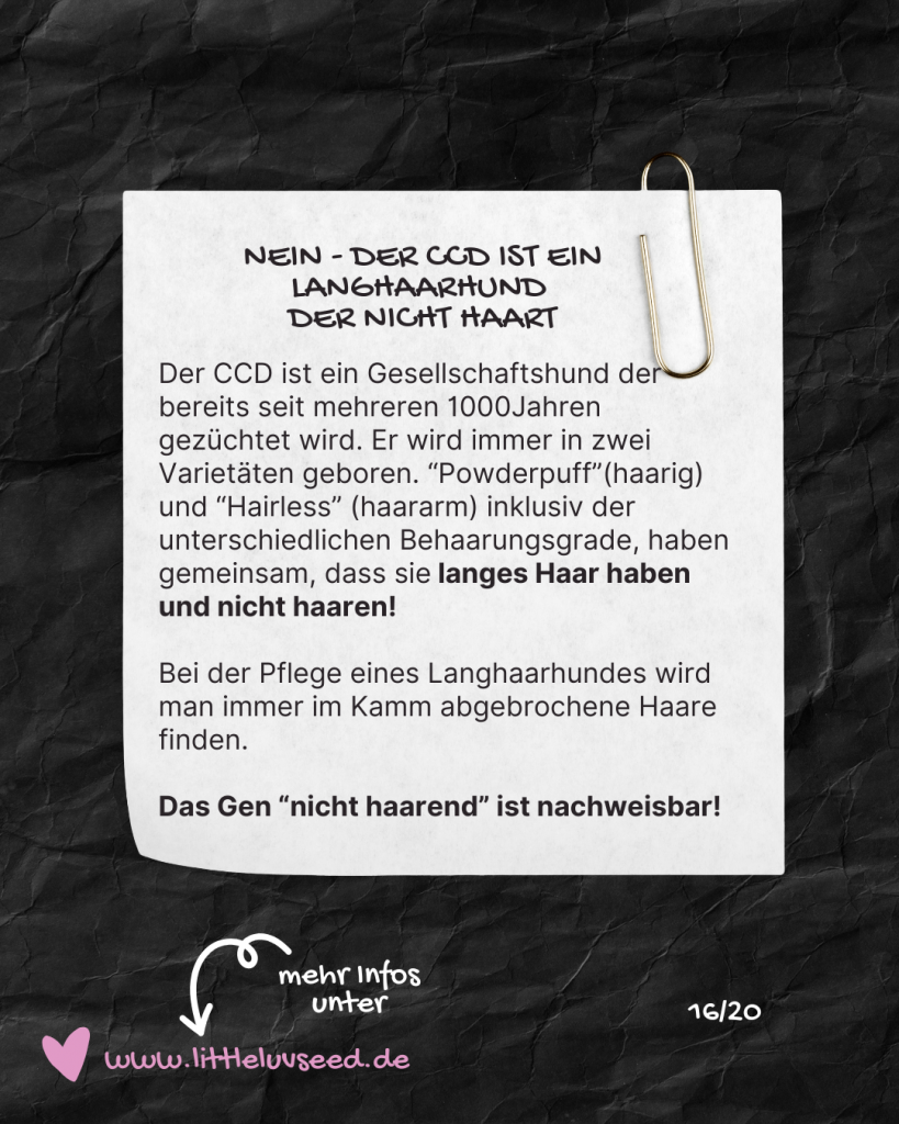 Little Luv Seed Q&A Chinese Crested Dog - 16