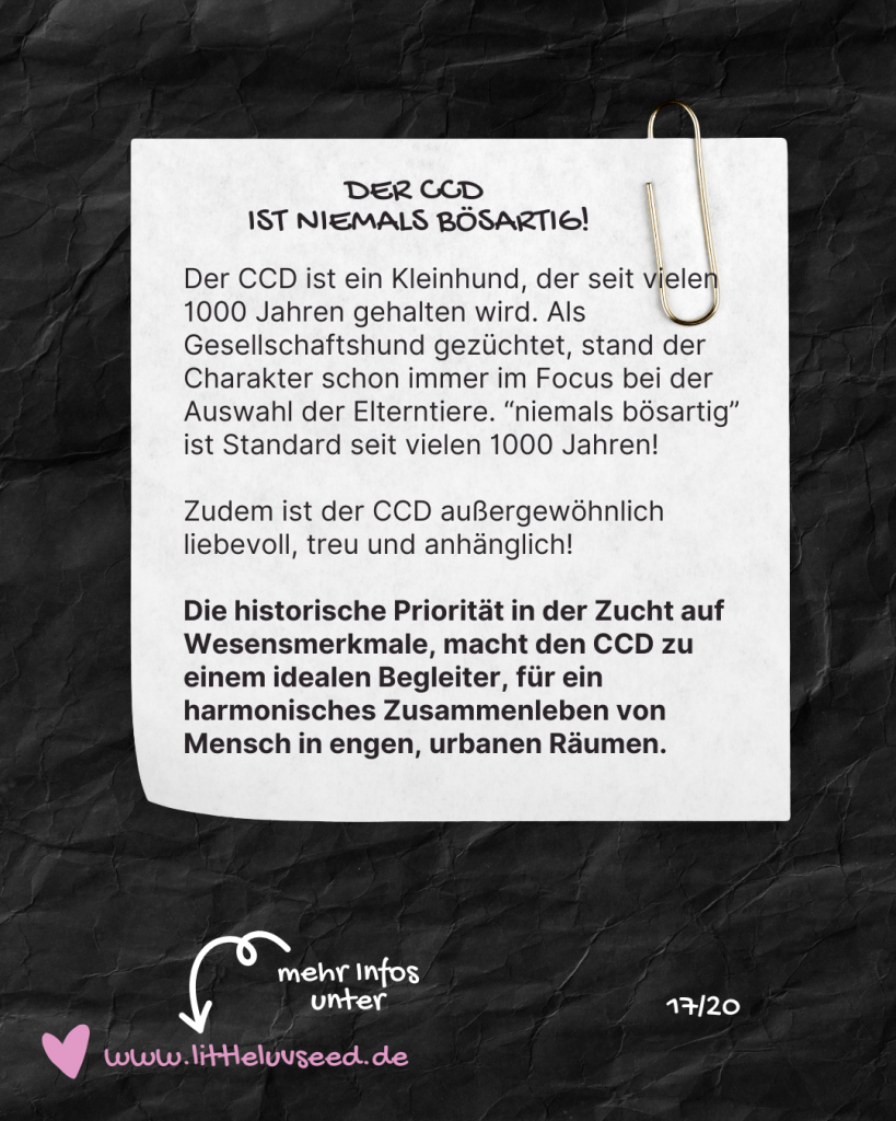 Little Luv Seed Q&A Chinese Crested Dog - 17