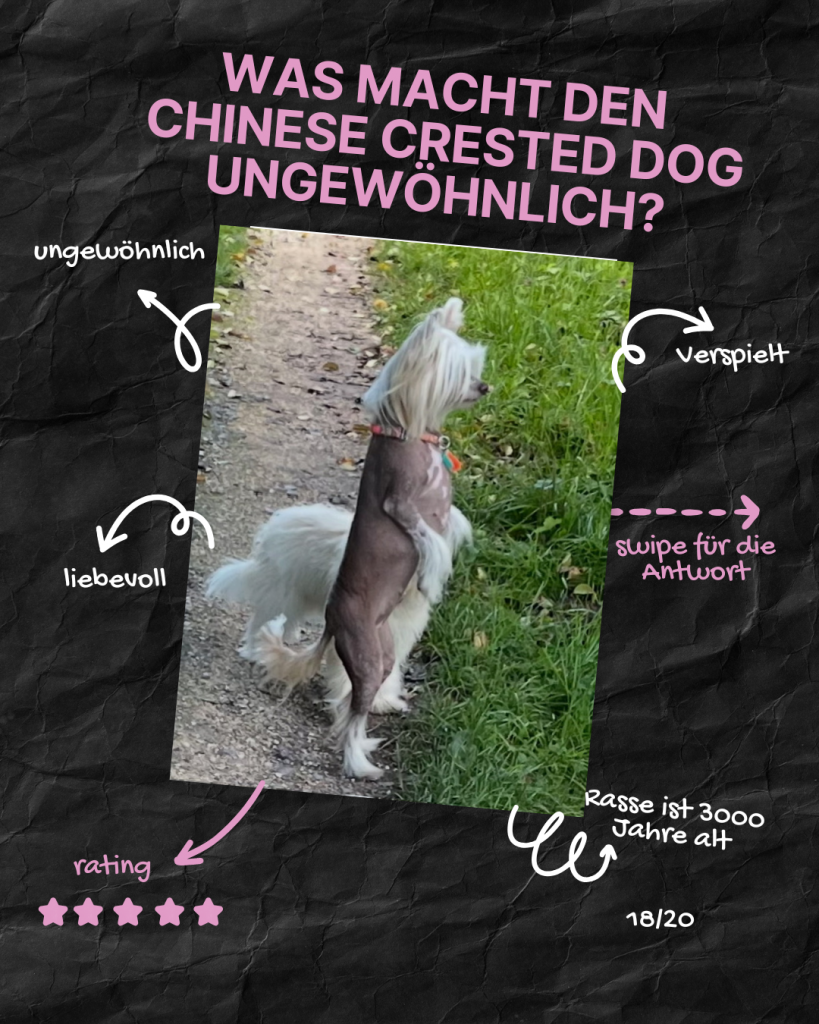 Little Luv Seed Q&A Chinese Crested Dog - 18