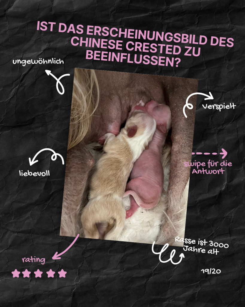 Little Luv Seed Q&A Chinese Crested Dog - 19