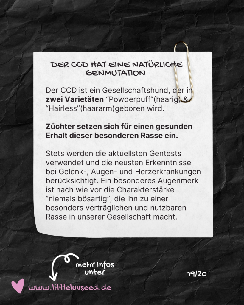 Little Luv Seed Q&A Chinese Crested Dog - 19