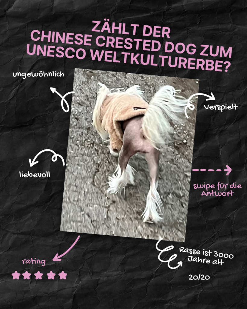 Little Luv Seed Q&A Chinese Crested Dog - 20