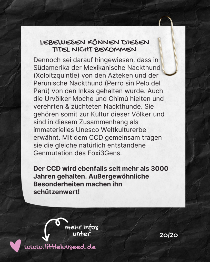 Little Luv Seed Q&A Chinese Crested Dog - 20