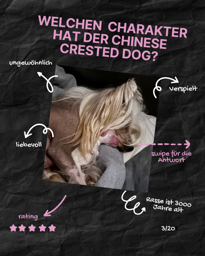 Little Luv Seed Q&A Chinese Crested Dog - 3