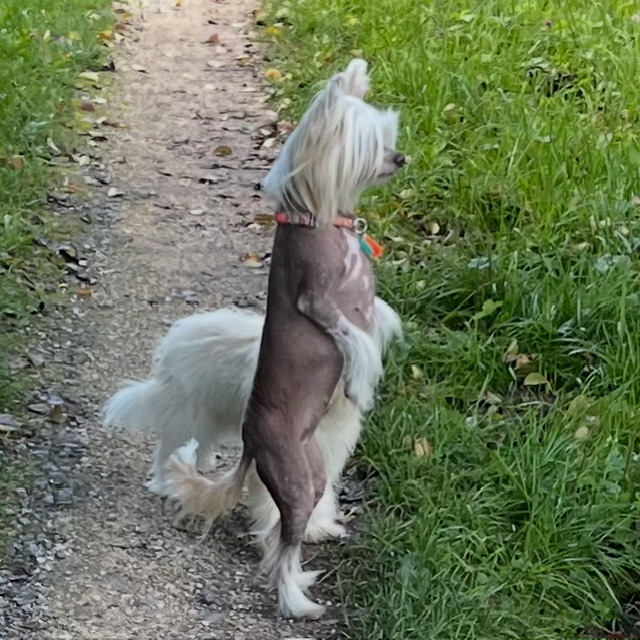 Little Luv Seed Chinese Crested Dog stehend
