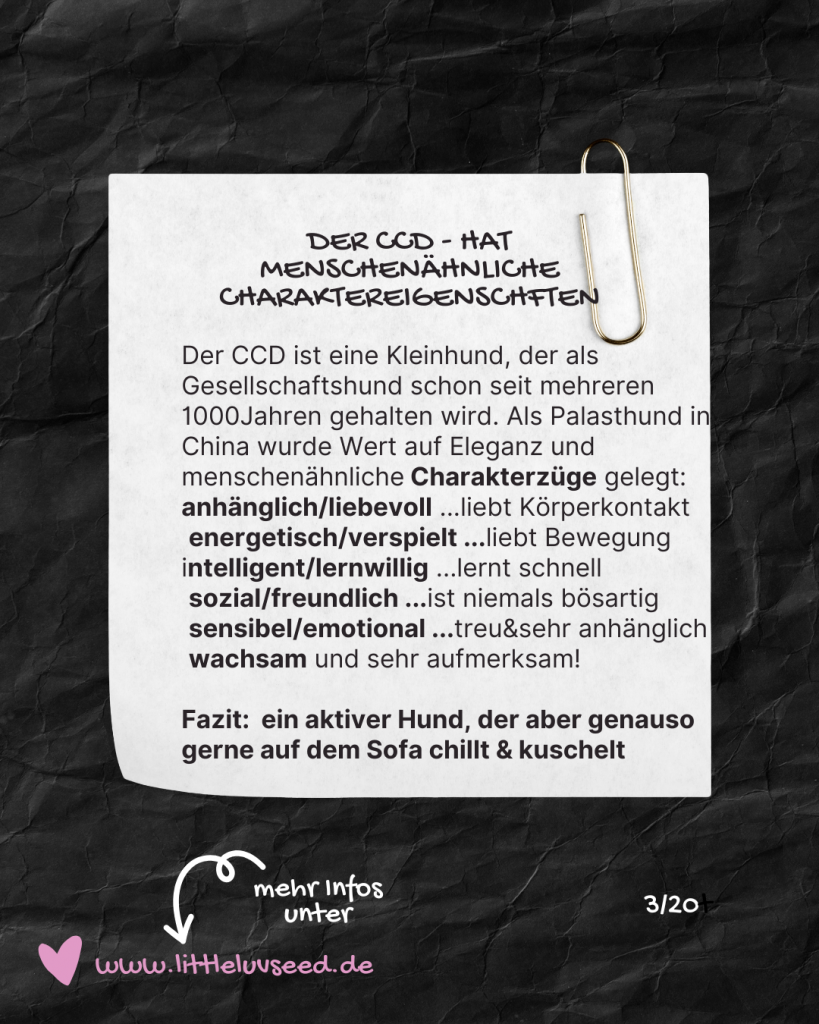 Little Luv Seed Q&A Chinese Crested Dog - 3