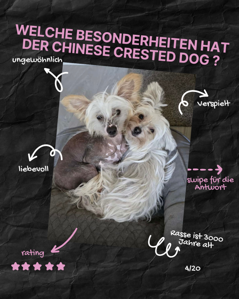 Little Luv Seed Q&A Chinese Crested Dog - 4