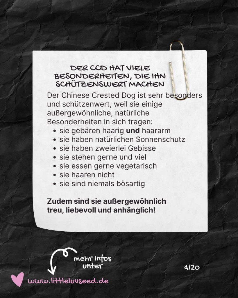 Little Luv Seed Q&A Chinese Crested Dog - 4