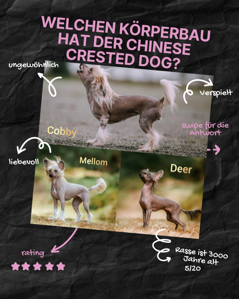 Little Luv Seed Q&A Chinese Crested Dog - 5