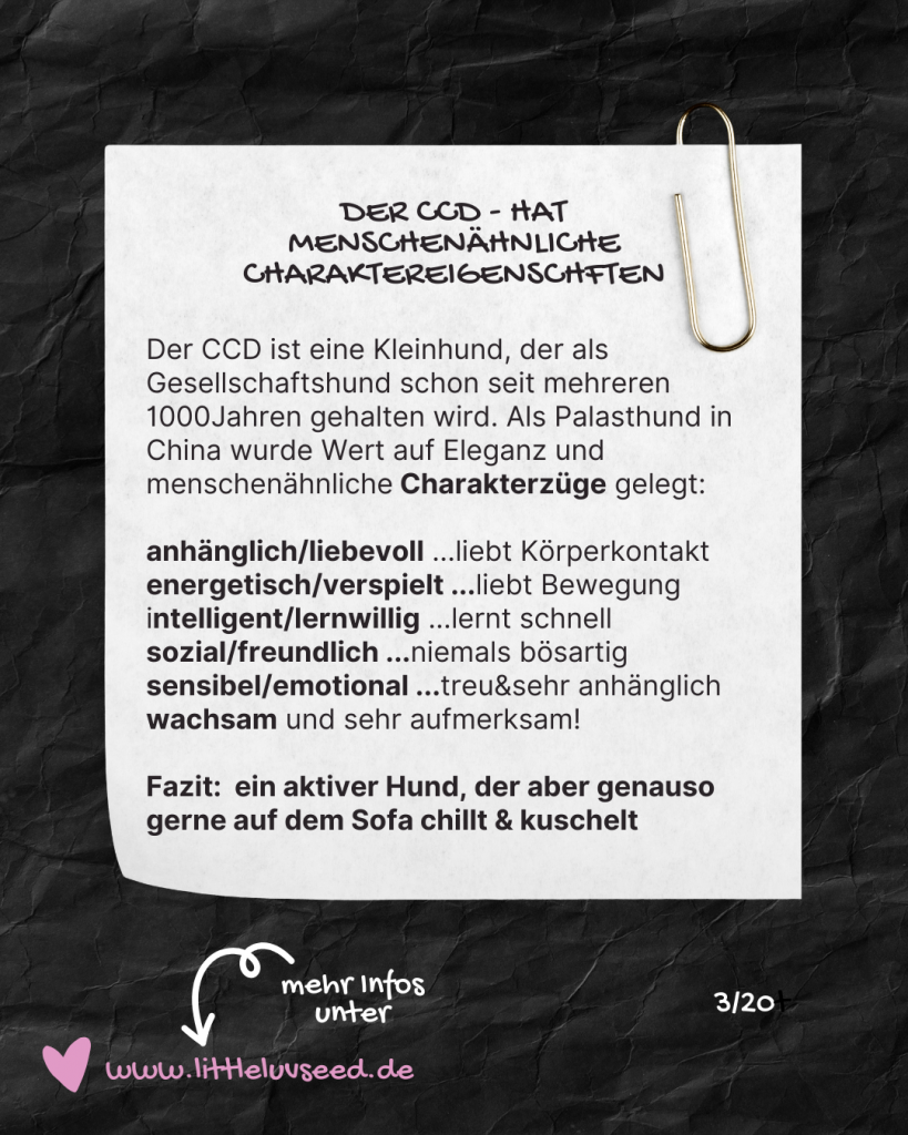 Little Luv Seed - Q & A Chinese Crested Dog - Welche Charakter hat der Chinese Crested Dog?