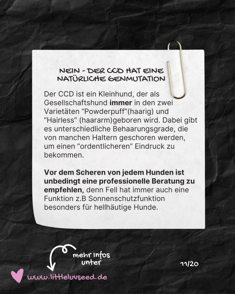 Little Luv Seed - Q & A Chinese Crested Dog - Ist der Chinese Crested Dog rasiert?