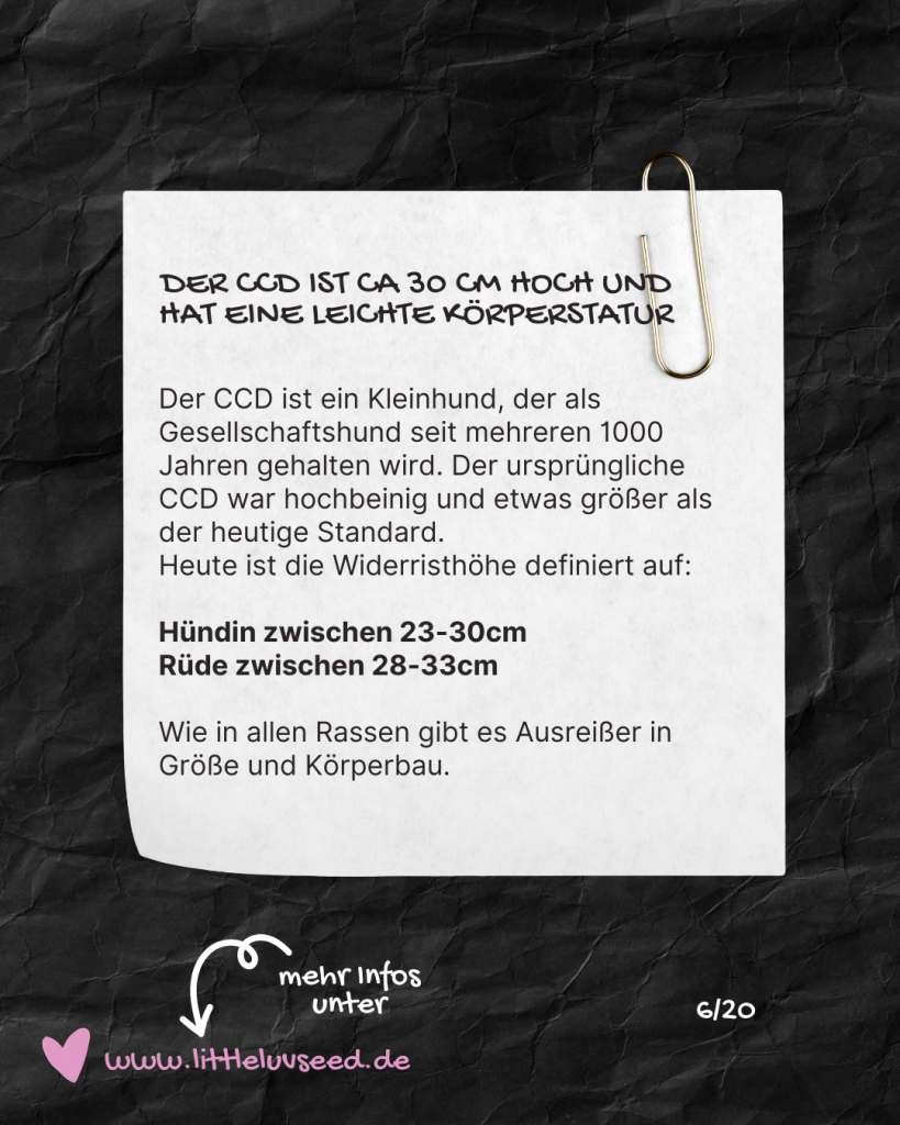 Little Luv Seed - Q & A Chinese Crested Dog - Wie groß ist der Chinese Crested Dog?