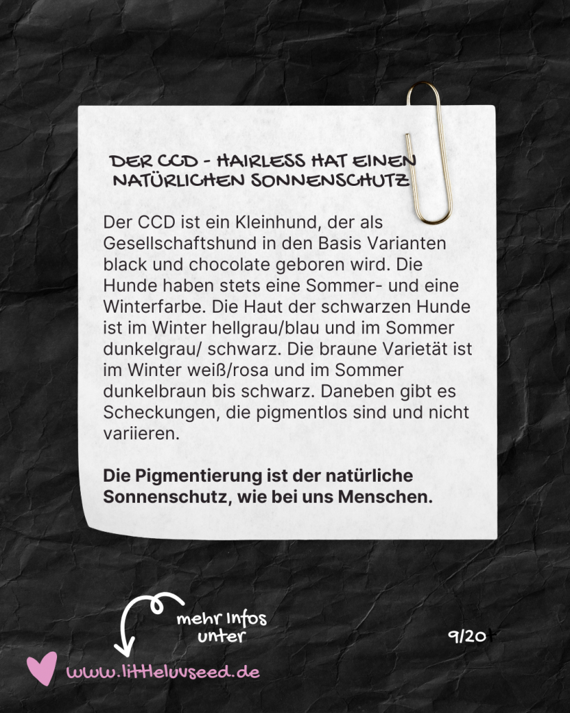 Little Luv Seed - Q & A Chinese Crested Dog - Braucht der Chinese Crested Dog Sonnenschutz?